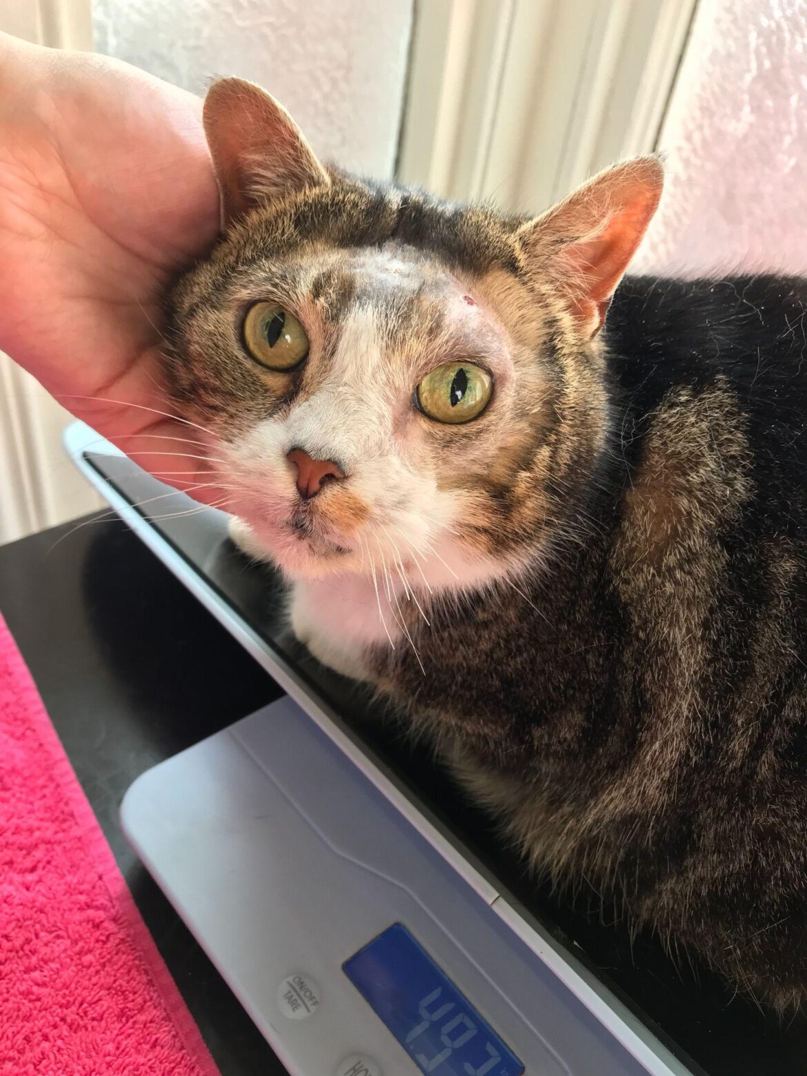 Cat With Horrific Face Injuries now on the Road to Recovery