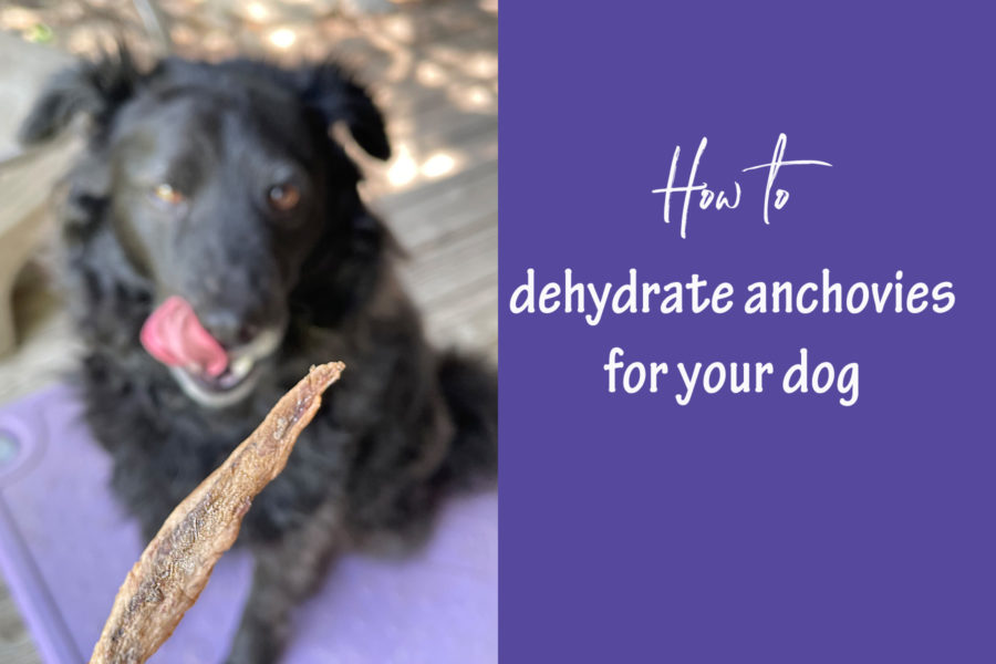 Dehydrated Anchovies for Dogs – A 1-Ingredient Recipe!