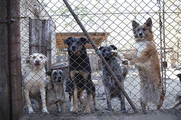 Dog Lovers Unite for Pets in Ukraine