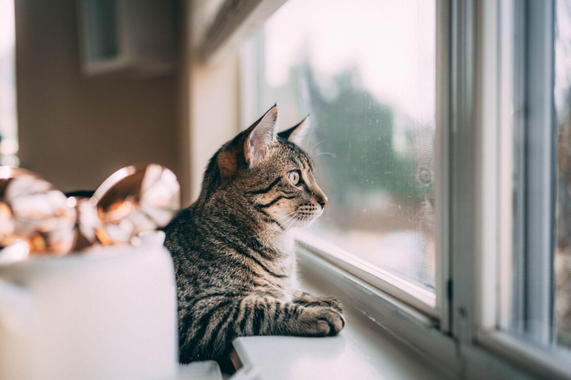 How to Prepare Your Cat and Home for a Positive Pet Sitting Experience