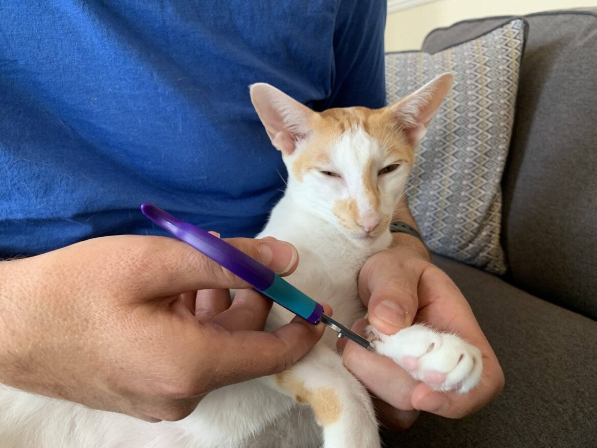 How to Safely Trim Your Pets Nails During Lockdown with the ZenClipper