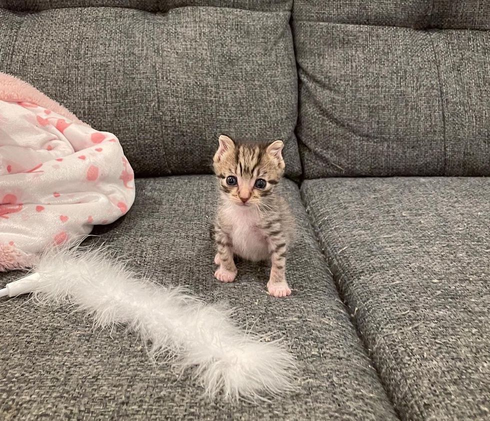 Kitten with ‘Elf Ears’ Has a Full Belly for the First Time and Turns into Happiest Tiny Cat