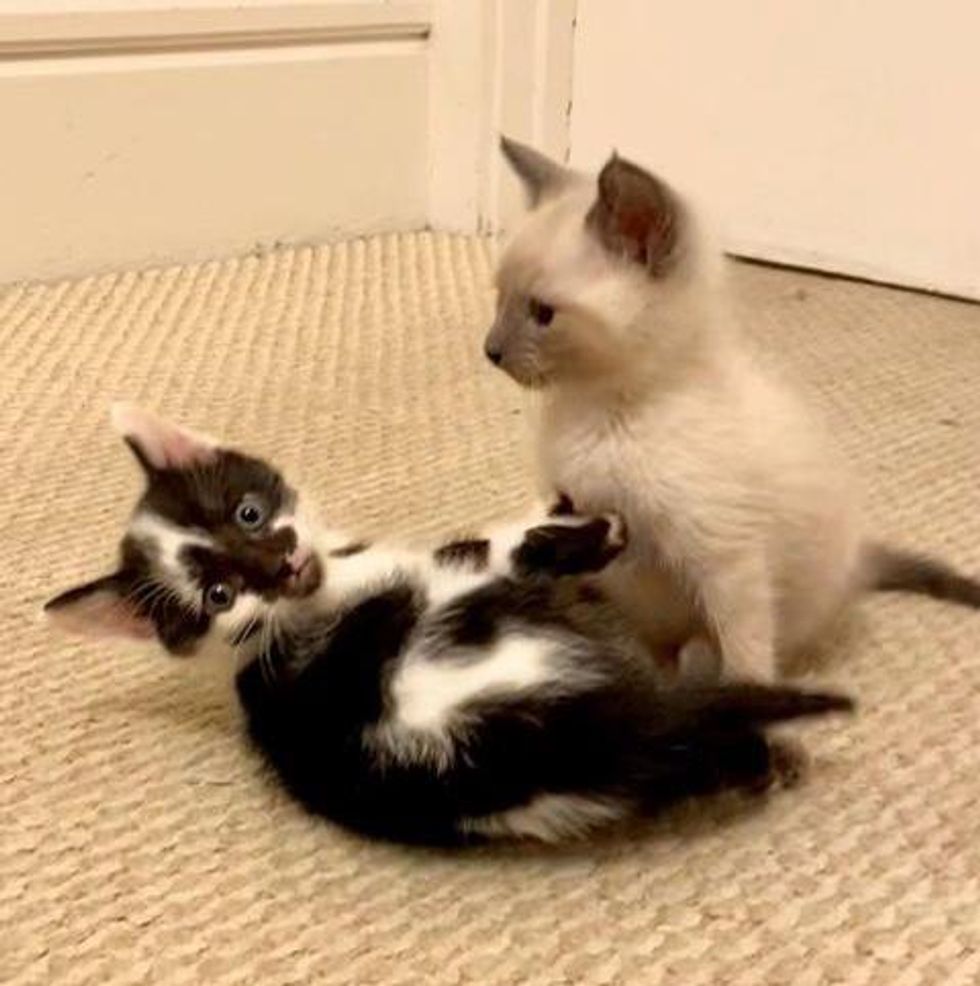 Kittens Wobble Everywhere They Go and Don’t Let Anything Stop Them from Having Fun