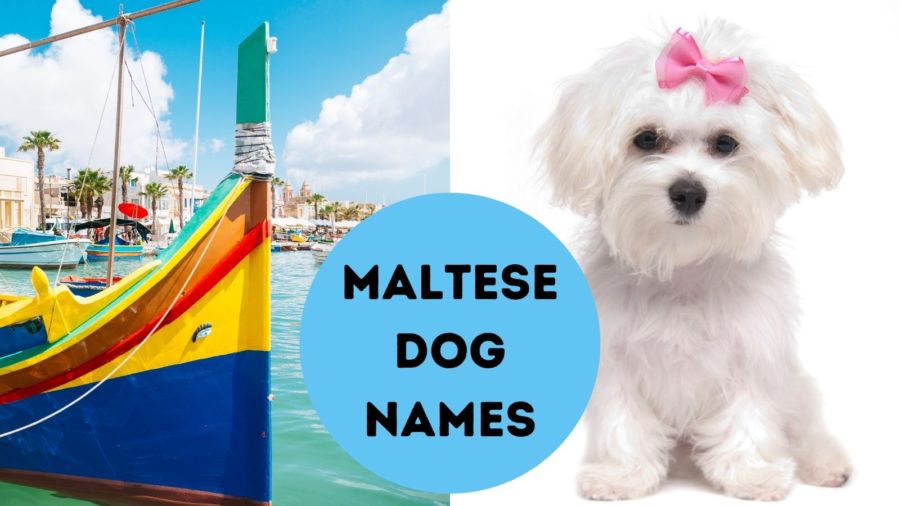 Maltese Dog Names – Historic Names for Your Maltese or Malshi