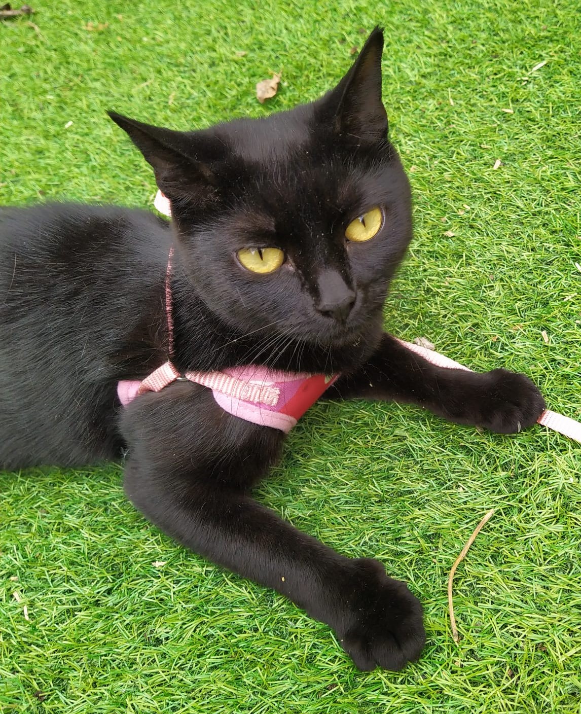 Missing Cat Reunited with homeless owner – now both are seeking their forever home