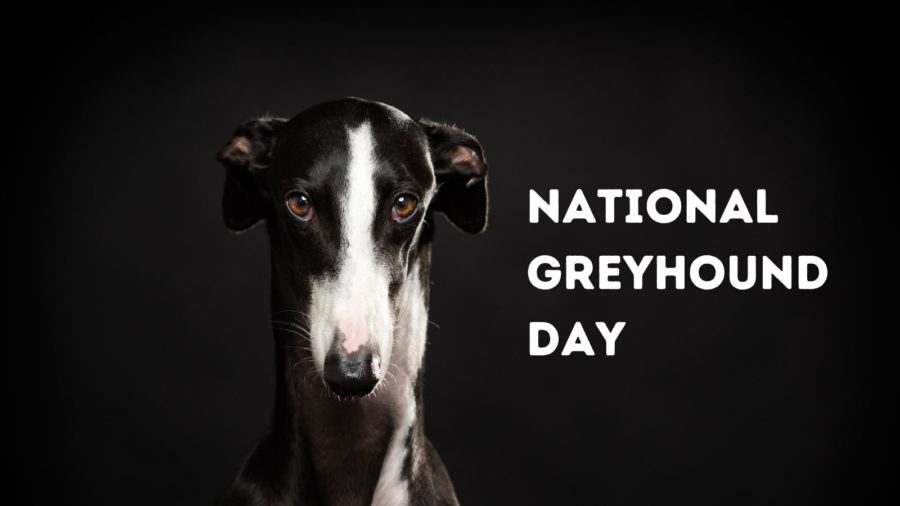 National Greyhound Day Celebrates Fast Friends