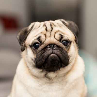 Pugs are no longer considered the “Typical Dog Breed”