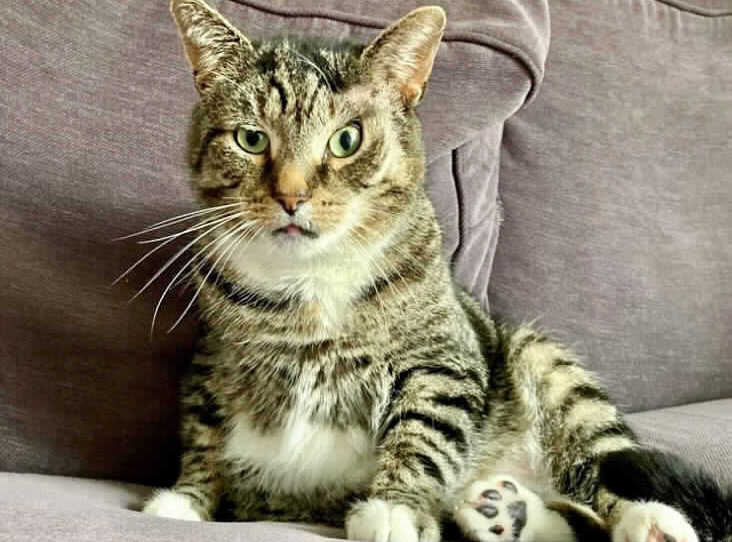 Purr-fect Cat Who Was Left With Facial Injuries has Been ‘Ghosted’ by Potential Adopters for Months