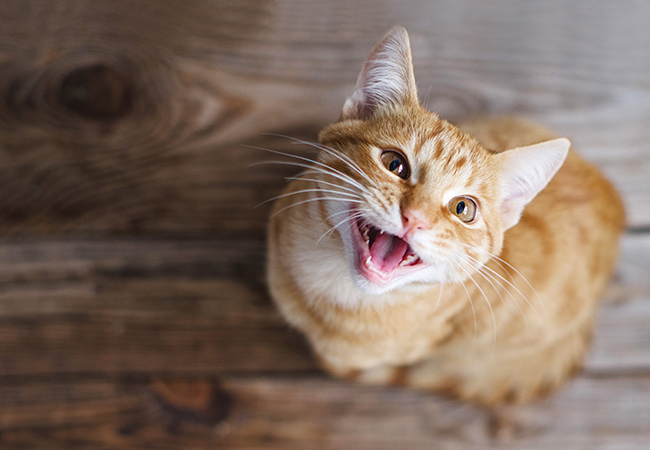 The importance of oral care probiotics for pets