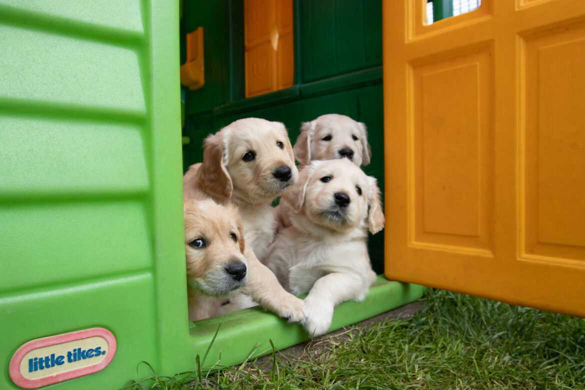 Top 6 Tips to Choose the Best Dog Door for Your Furry Friend