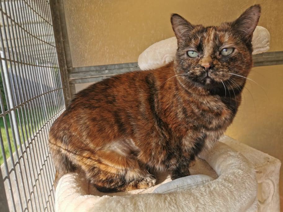 Unwanted cat waits 260 days to find her fur-ever home