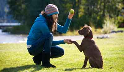 What is Relationship-Based Training For Dogs?