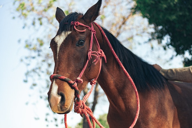 What Makes Rope Halters So Popular?