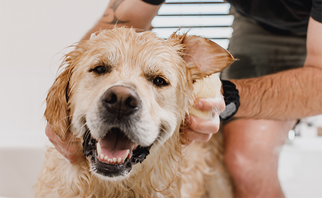 6 tips for washing your dog