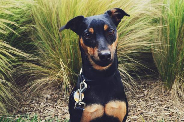 All About Manchester Terrier