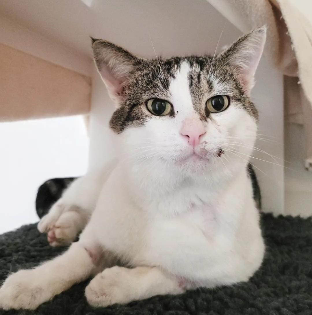 Cat who Underwent Extensive Physiotherapy After Being hit by a car is now Looking for his Fur-ever Home