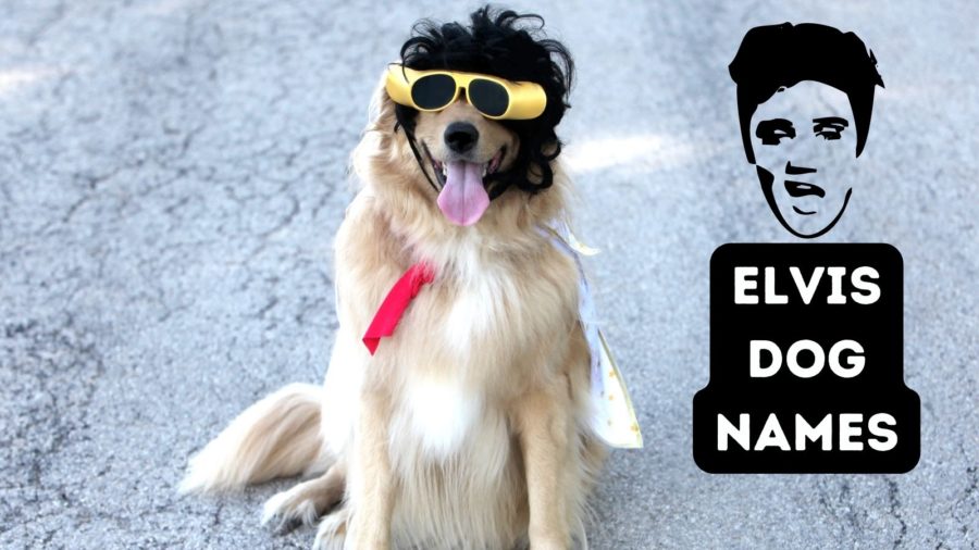 Elvis Dog Names Inspired by Elvis’ Pets, Movie Roles and More
