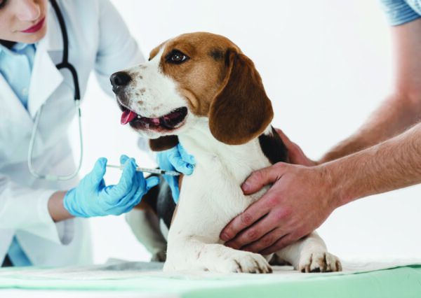 Help for Kennel Cough (Canine Infectious Respiratory Disease)