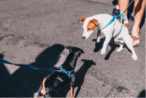 How to help an Aggressive or Reactive Dog