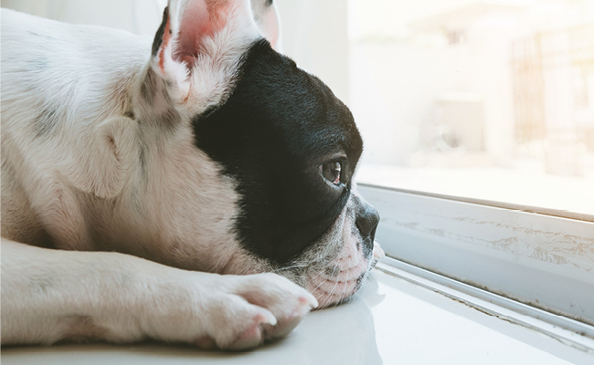 How to help your pup with separation anxiety