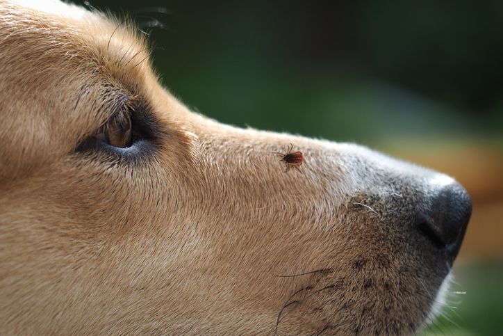 How to Identify Tick Bites on Dogs and Next Steps to Take