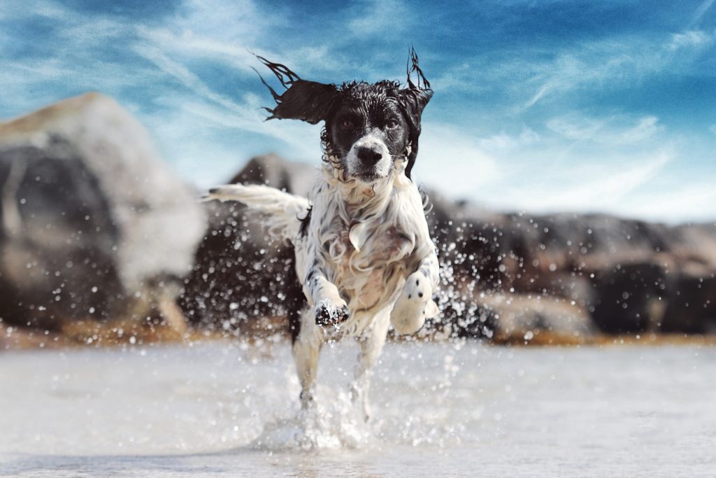 How to Prepare for Summer for Dogs With Heavy Coats