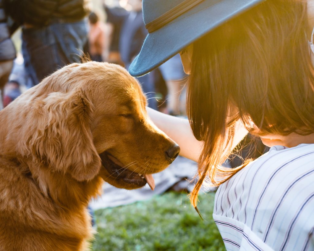 How to Start Preparing for Dog Adoption