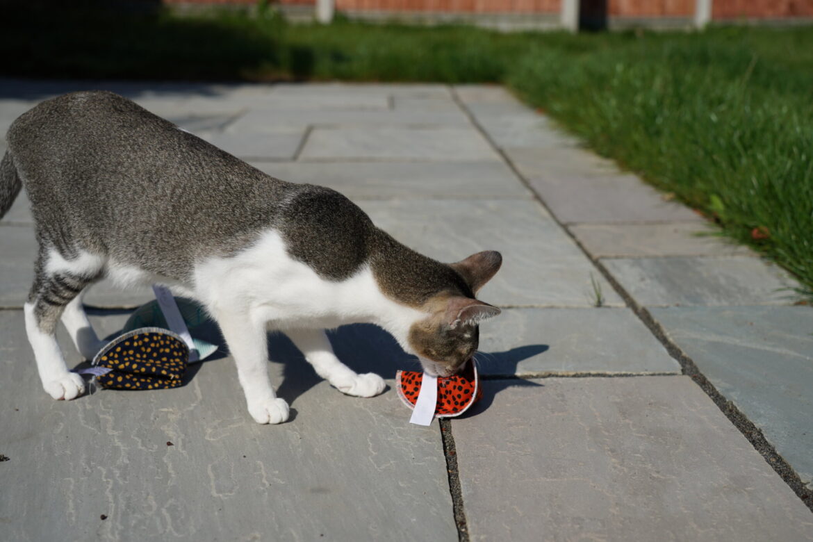 Mactavish: Sunshine Fun With the 4cats Fortune Cookie Cat Toy!