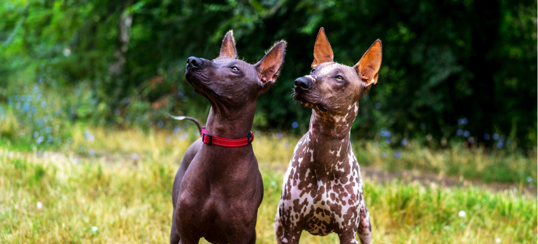 Mexican Hairless Dog Breed Info: Personality Traits
