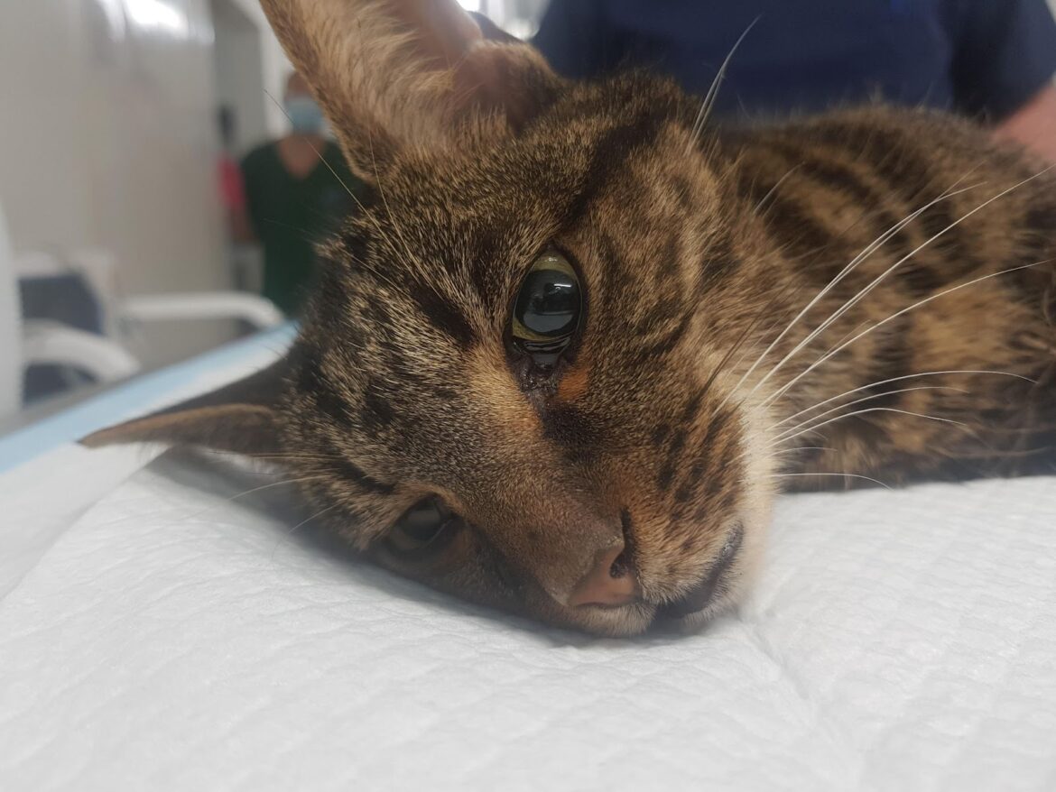 Missing cat Rescued From Cellar Trap is Reunited With Family After Undergoing a leg Amputation