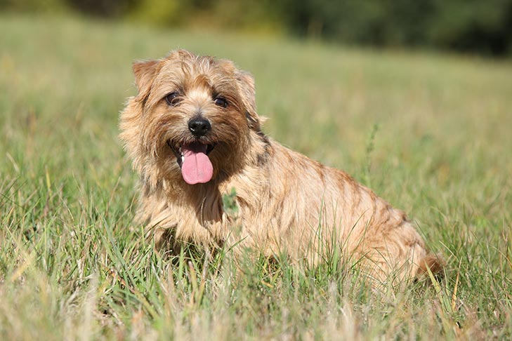 Norfolk Terrier Breed – Facts and Personality Traits