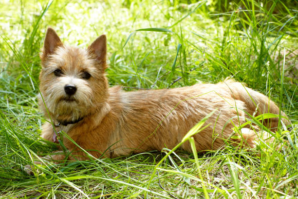 Norwich Terrier Breed Info: Personality Traits