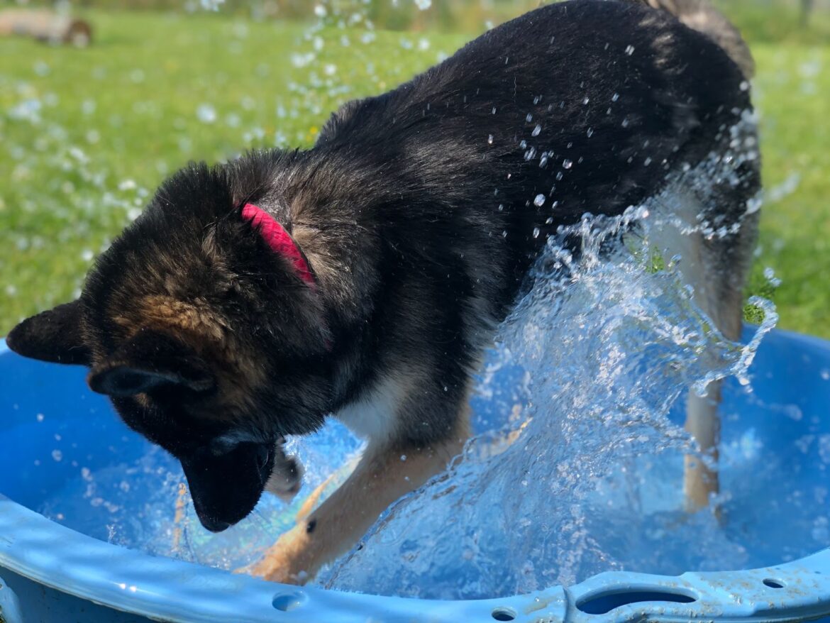 Pets in Paddling Pools! RSPCA Centres Help Animals Cool off in the Heatwave