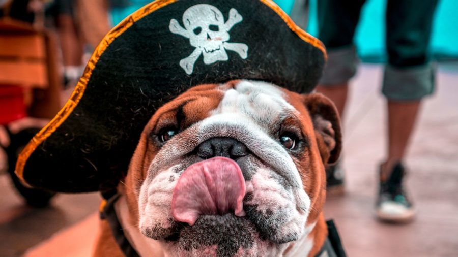 Pirate Dog Names for Your New Matey