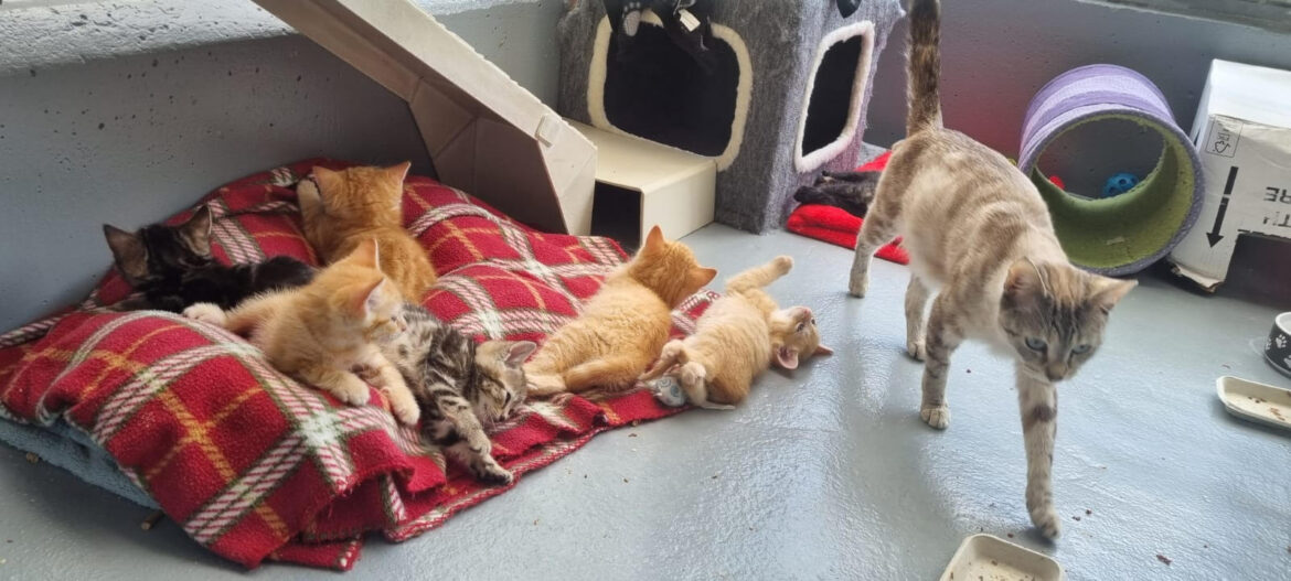 Seven up for Whiskers Whose Adorable Kittens Seek Homes After Stapeley Grange Arrival