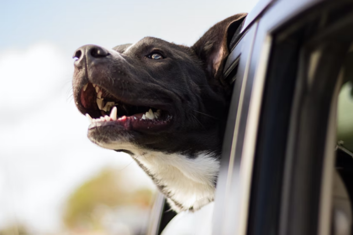 Teach your dog to enjoy car rides!