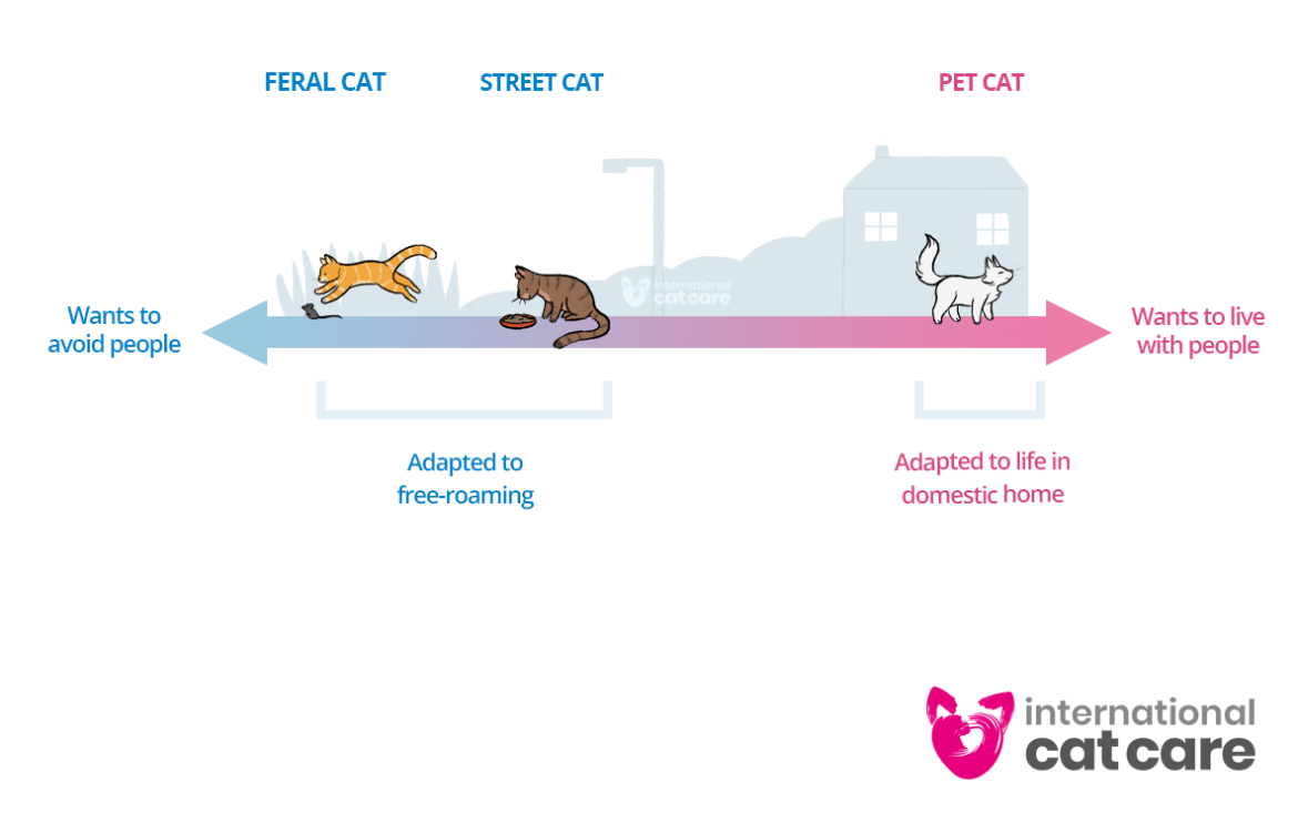 The Different Needs of Domestic Cats
