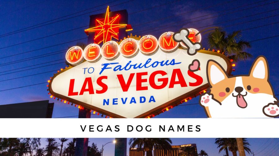 Vegas Dog Names: Hit the Jackpot with Winning Names!