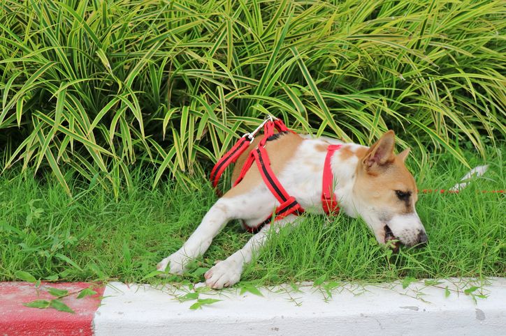 Why Do Dogs Eat Grass? 7 Reasons For This Habit