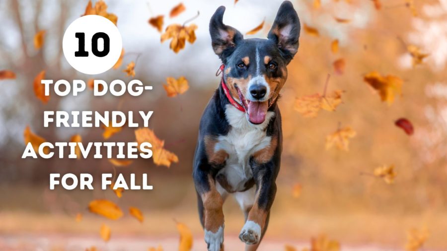 10 Top Dog Friendly Fall Activities