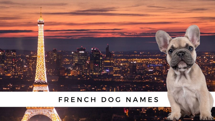 350 French Dog Names {and their meanings!}