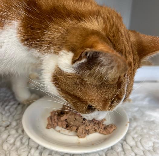 A cat Friendly Approach to the Inappetent Feline Patient