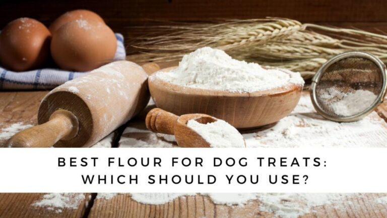 best-flour-for-dog-treats-which-should-you-use-petsyclopedia-news