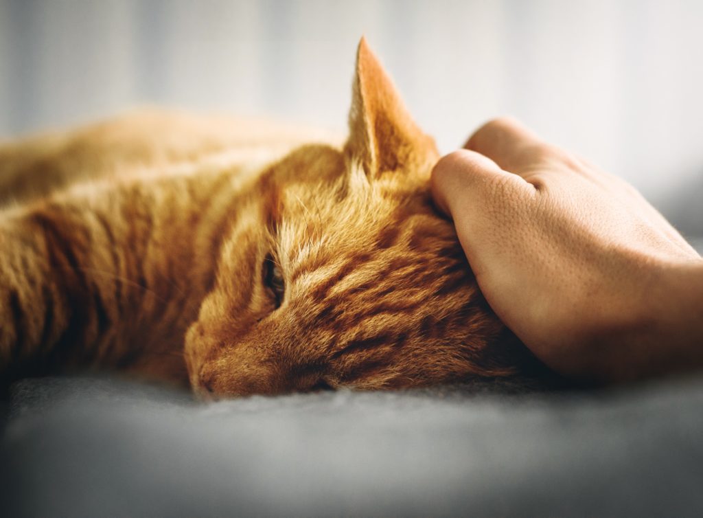 Best Ways To Care For Your Senior Cat