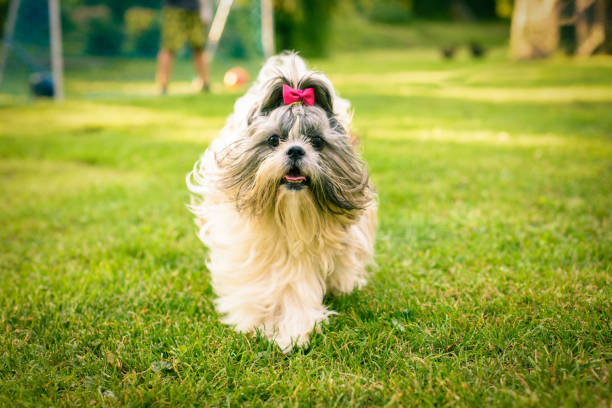 Everything to Know About Shi Tzu Puppies