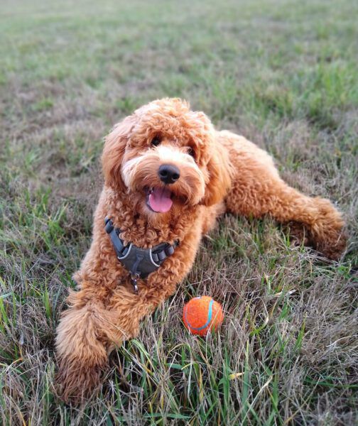 Guide to the Goldendoodle Dog