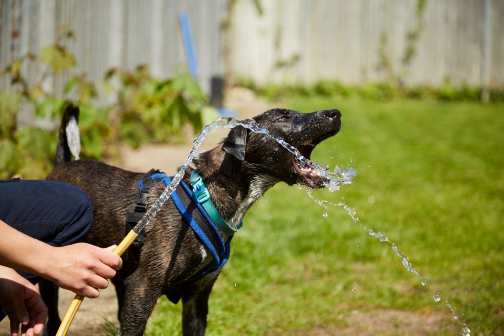 Heatwave: 10 Tips to Keep Your Pets Cool