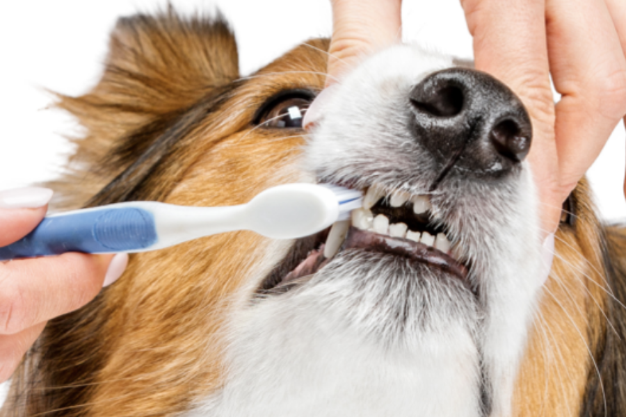 How to teach your dog or cat to accept tooth brushing