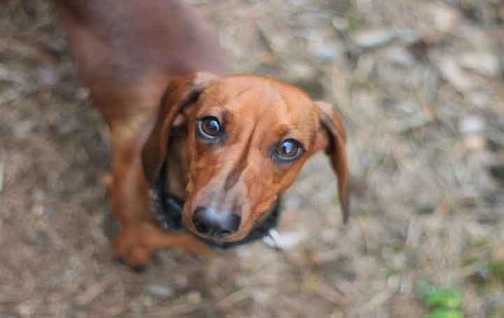 Kennel Club Warns The Breeders To Not Breed Dachshunds With Exaggerated Features