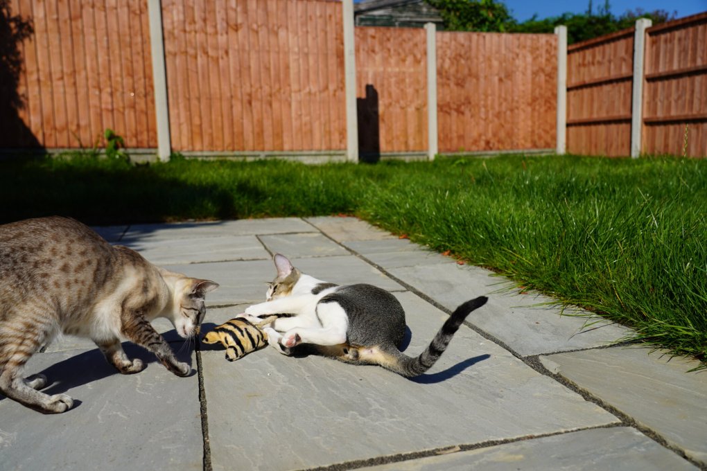 Mactavish & Freya: Time for a Game of Tug of War with the Sisal Cat Toy!
